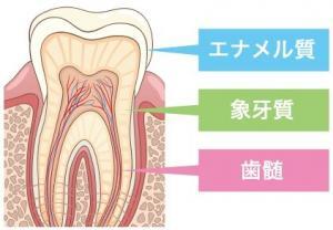 歯の構造